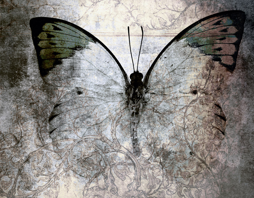AS239 Wall décor art photographic on canvas wildlife butterfly